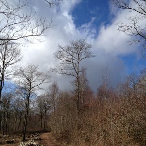 Queenswood & Bodenham Lake: Partner